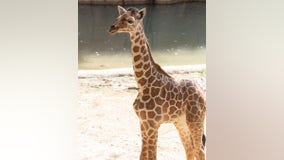 Dallas Zoo euthanizes 3-month-old giraffe after 'catastrophic injury'
