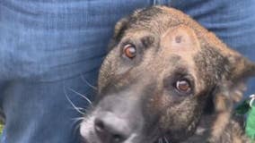 Kenosha K-9 Riggs 'Hero Award' nominee, needs your votes