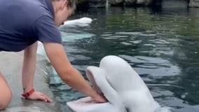 So cute! Beluga whale plays with trainer during check-up at aquarium
