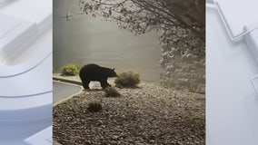 Black bear seen outside Wisconsin mall