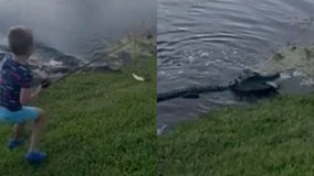 WATCH: Alligator rushes out of water, steals Florida boy's fish and pole