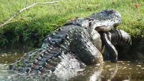 Video shows massive alligator eating other gator whole in South Carolina