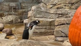 Penguins puzzled over pumpkin bubbles at Milwaukee County Zoo