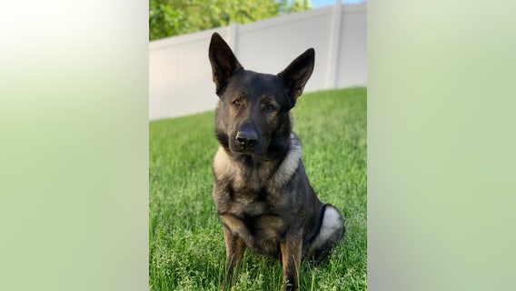 Lake County Sheriff's K9 locates 2 teens who stole Tesla: police