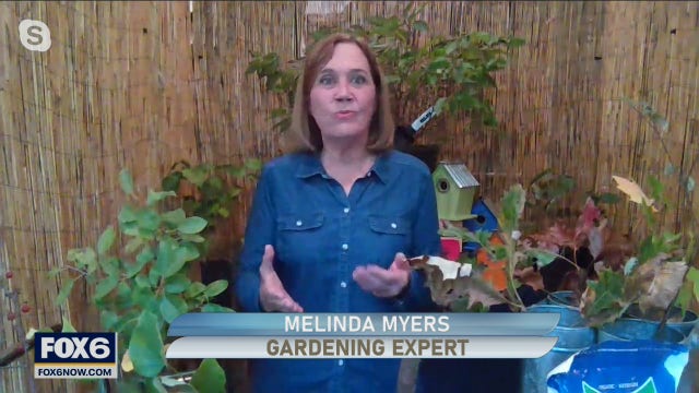 Benefits of planting trees, shrubs in your yard