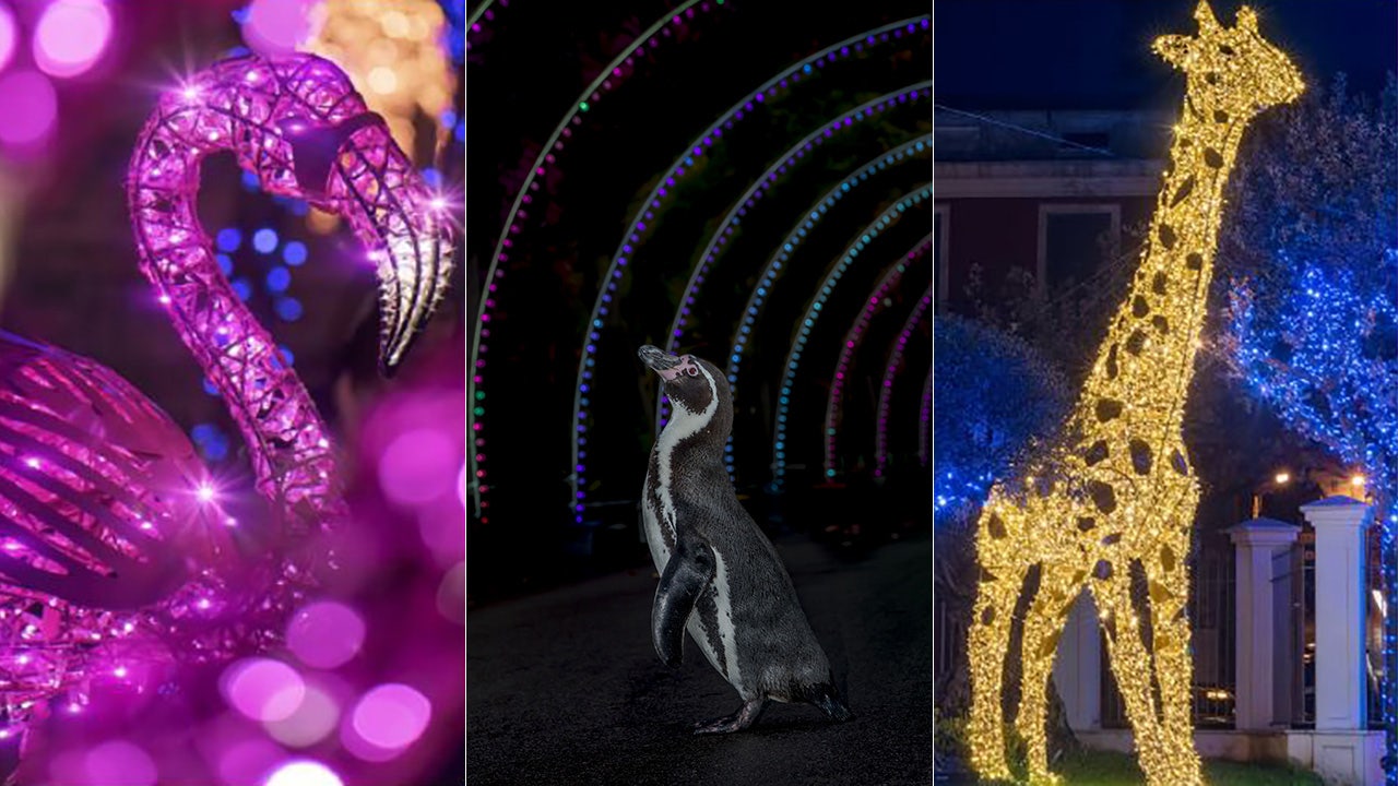 Milwaukee County Zoo’s 'Wild Lights' Night For Adults On Dec. 9 | FOX6 ...