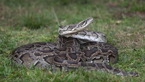 Video of Florida python hunter's mom helping trap big snake goes viral