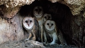 Barn owl nest in Wisconsin, 1st documented in 20+ years