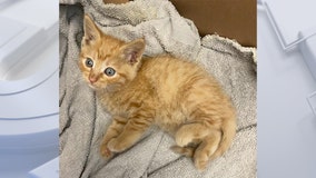 MCTS worker finds kitten in grocery bag