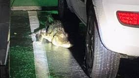 Alligator found hiding under unaware Florida resident's car