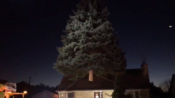 City of Milwaukee Christmas tree harvested Tuesday