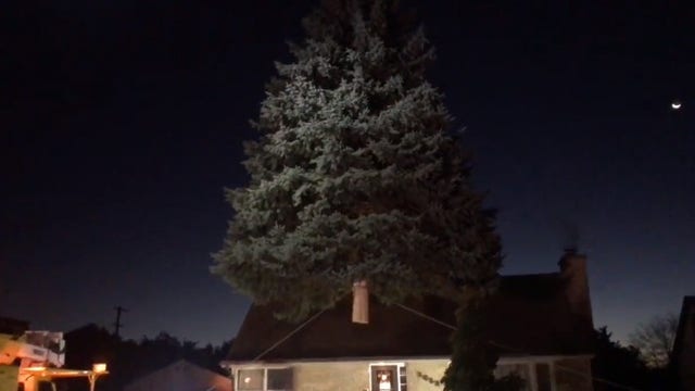 City of Milwaukee Christmas tree harvested Tuesday