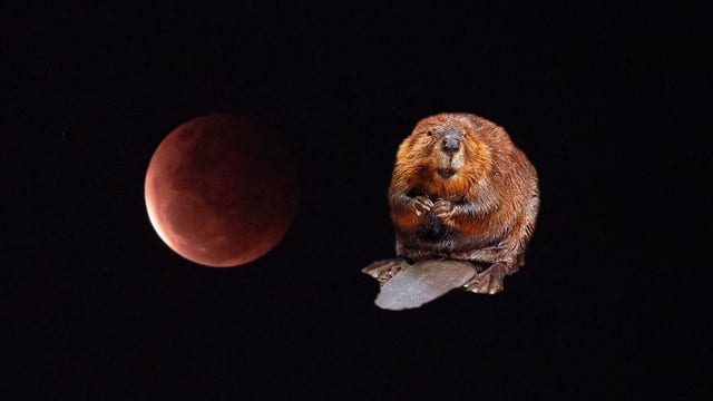 Partial lunar eclipse Friday morning followed by Beaver Moon