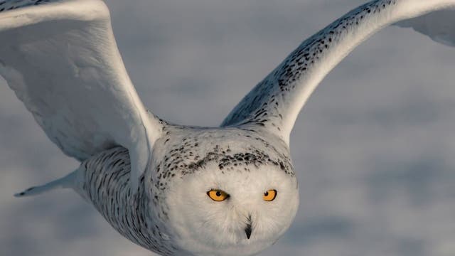 Snowy owls return to southeast Wisconsin