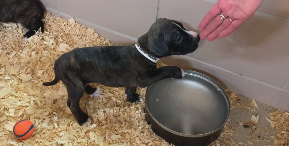 Dogs to be adopted, Louisiana transplants