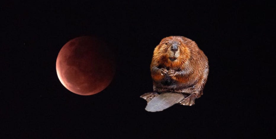 Partial lunar eclipse Friday morning followed by Beaver Moon