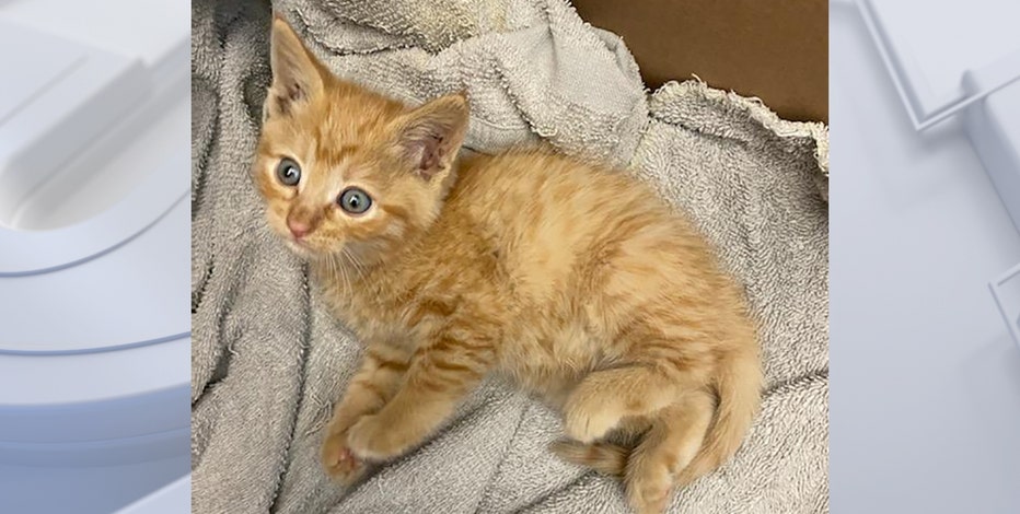MCTS worker finds kitten in grocery bag