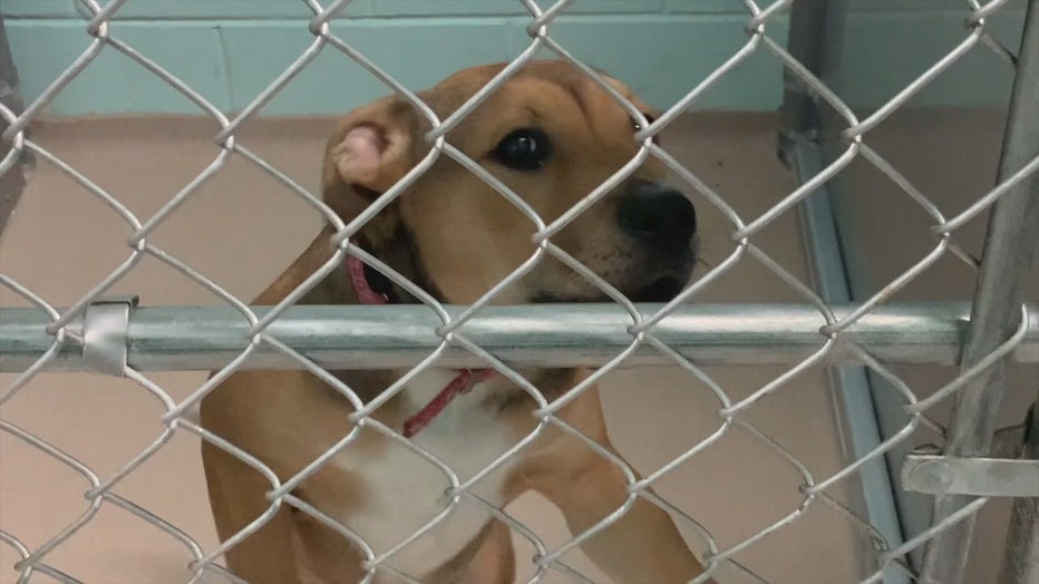Louisiana dogs up for adoption at HAWS Waukesha