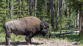 900 bison at Yellowstone to be shot, slaughtered or quarantined in deal in reduce herd