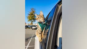 Tourists heartbroken after kitten stolen in San Francisco during smash-and-grab