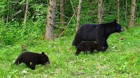 Wisconsin's 2023 bear hunting season opens, DNR issues reminders