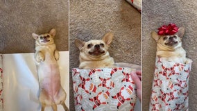 Cooperative dog gets wrapped up like a Christmas present in hilarious viral video
