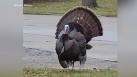 Beloved Kenosha turkey dead, neighborhood mourns