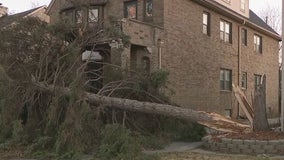 Milwaukee cleans up after strong winds down trees