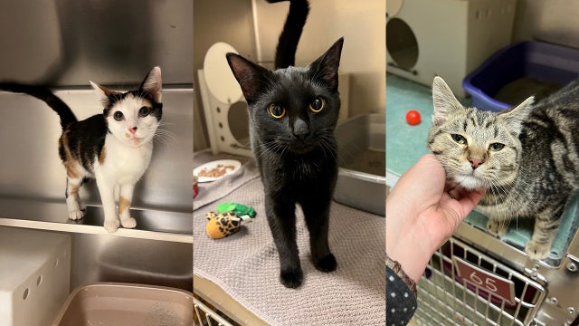 Wisconsin Humane Society: Kentucky cats up for adoption