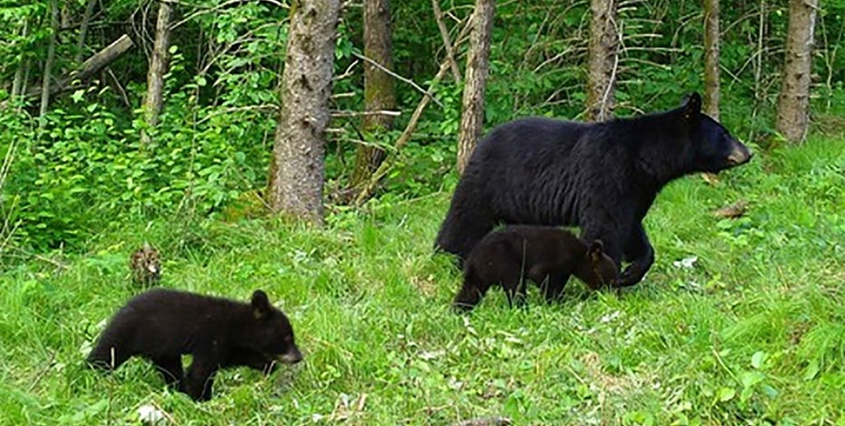 Wisconsin DNR: Report black bear den locations for new study