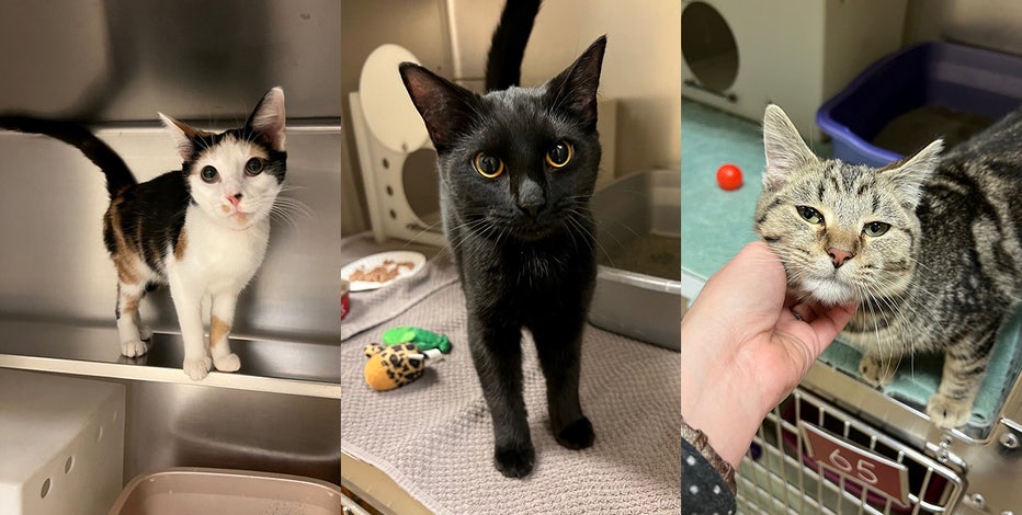 Kentucky cats up for adoption at Wisconsin Humane Society