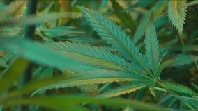 Legal marijuana in Wisconsin; poll finds 61% support