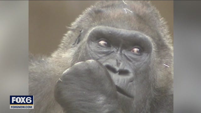 Winter tradition returns to Milwaukee County Zoo