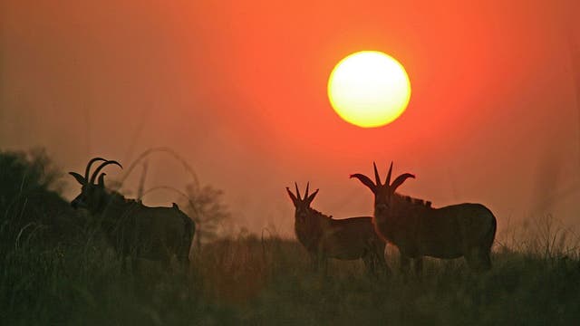 FBI: Former Pennsylvania dentist allegedly killed wife in Africa to collect $4.8M life insurance