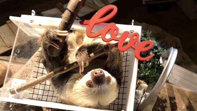 Milwaukee County Zoo animal valentine videos available