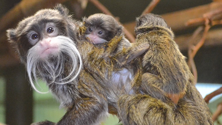 Racine Zoo announces emperor tamarin twins born in December | FOX6