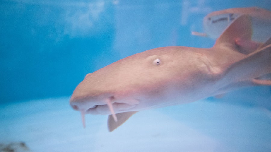 UW-Madison cancer research uses sharks to study treatment