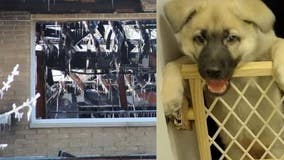 Racine apartment fire, lost puppy sought