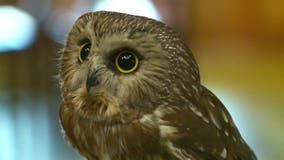 Schlitz Audubon winter programs available