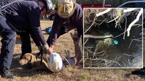 Florida firefighters rescue dog stuck in 15-foot hole