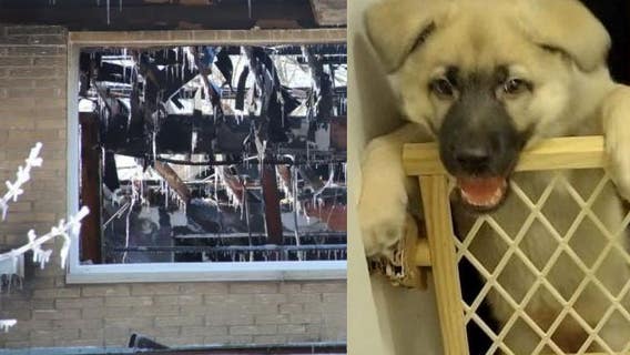 Racine apartment fire, lost puppy sought