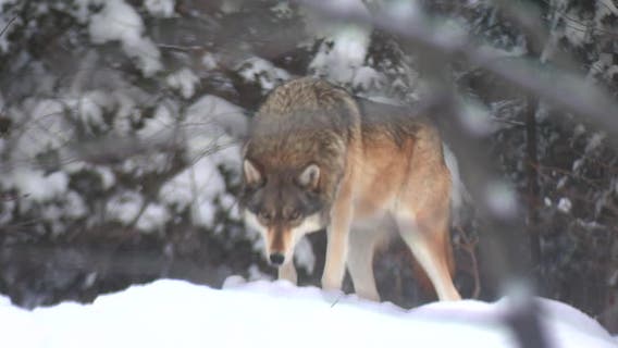 Wisconsin wolf plan eliminates state population goal
