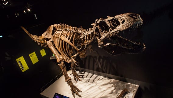 Milwaukee Public Museum: T-Rex exhibit opens Feb. 18