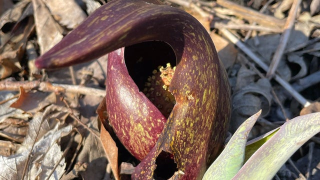 Skunk Cabbage; Wisconsin's first sign of spring