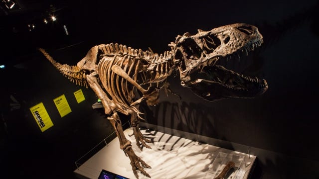 Milwaukee Public Museum: T-Rex exhibit opens Feb. 18