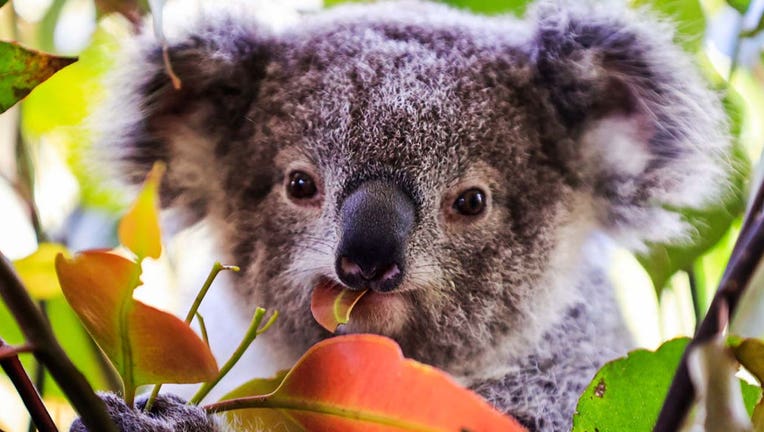 Koala baby