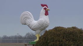 Bird flu-infected chickens disposed of at Cold Spring Egg Farm