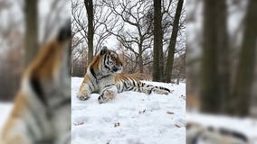 Minnesota Zoo's 12-year-old tiger 'Putin' dies