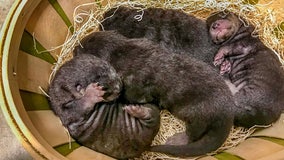 Milwaukee County Zoo: River otter litter born