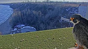 We Energies: Peregrine falcons return to power plants